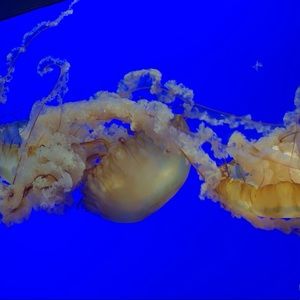 Meet your Posher, Nadia